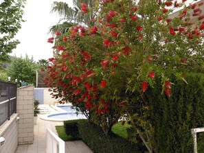 Outdoor pool, pool umbrellas, pool loungers