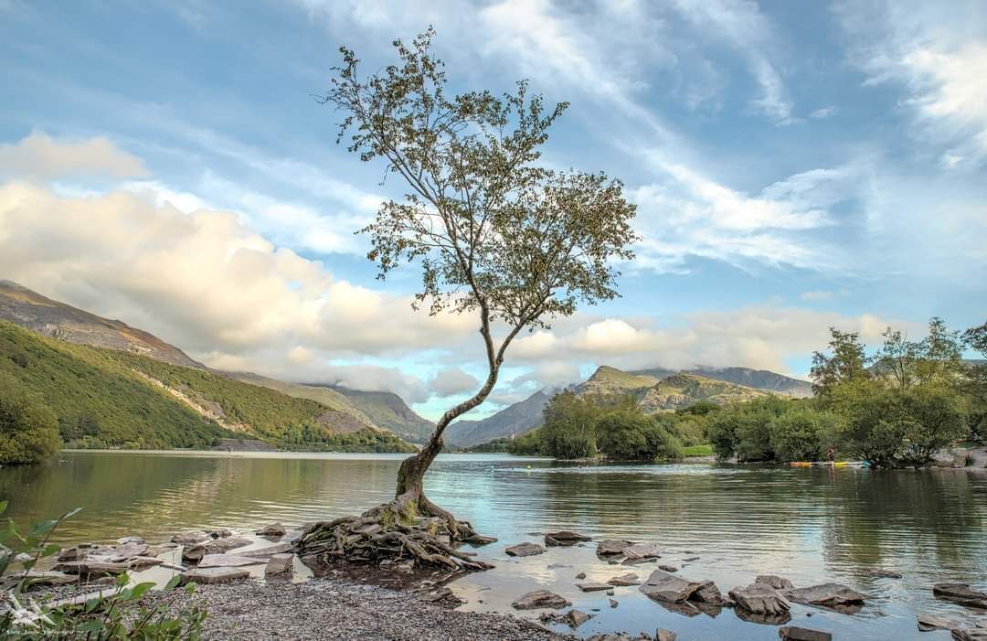Un lago tranquilo con un árbol destacado en primer plano, rodeado de vegetación exuberante y montañas al fondo.