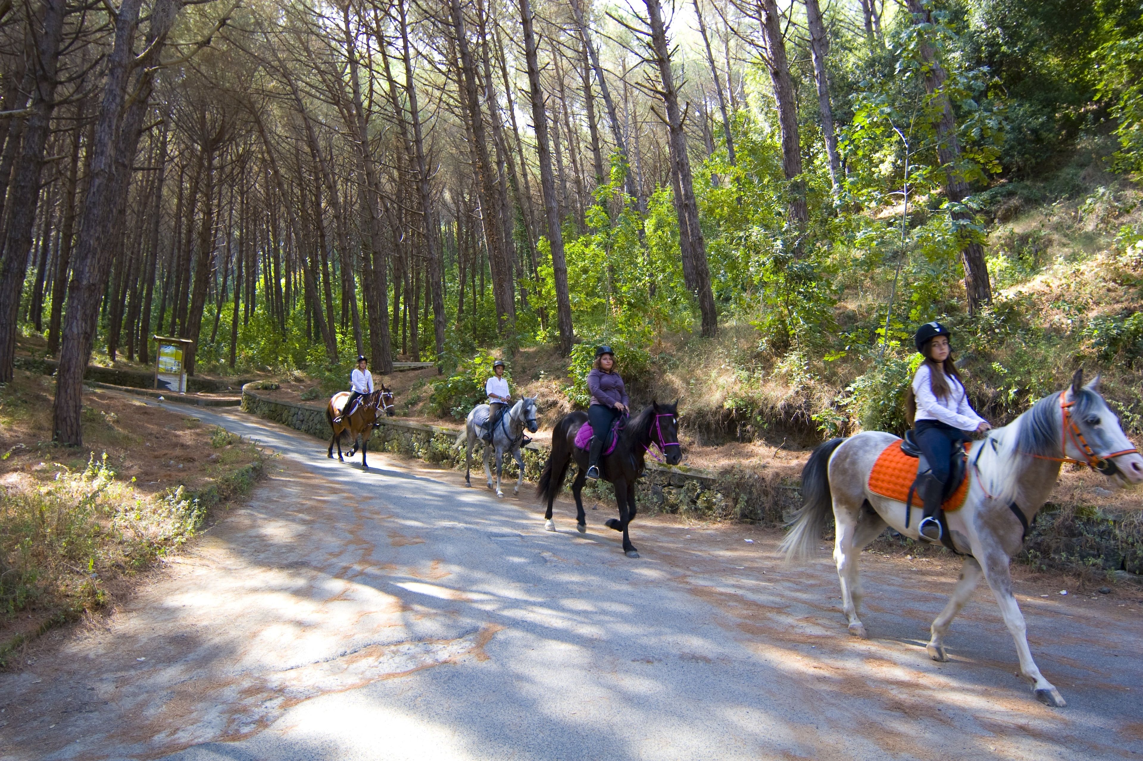 A group of people riding horses on a narrow road surrounded by trees.