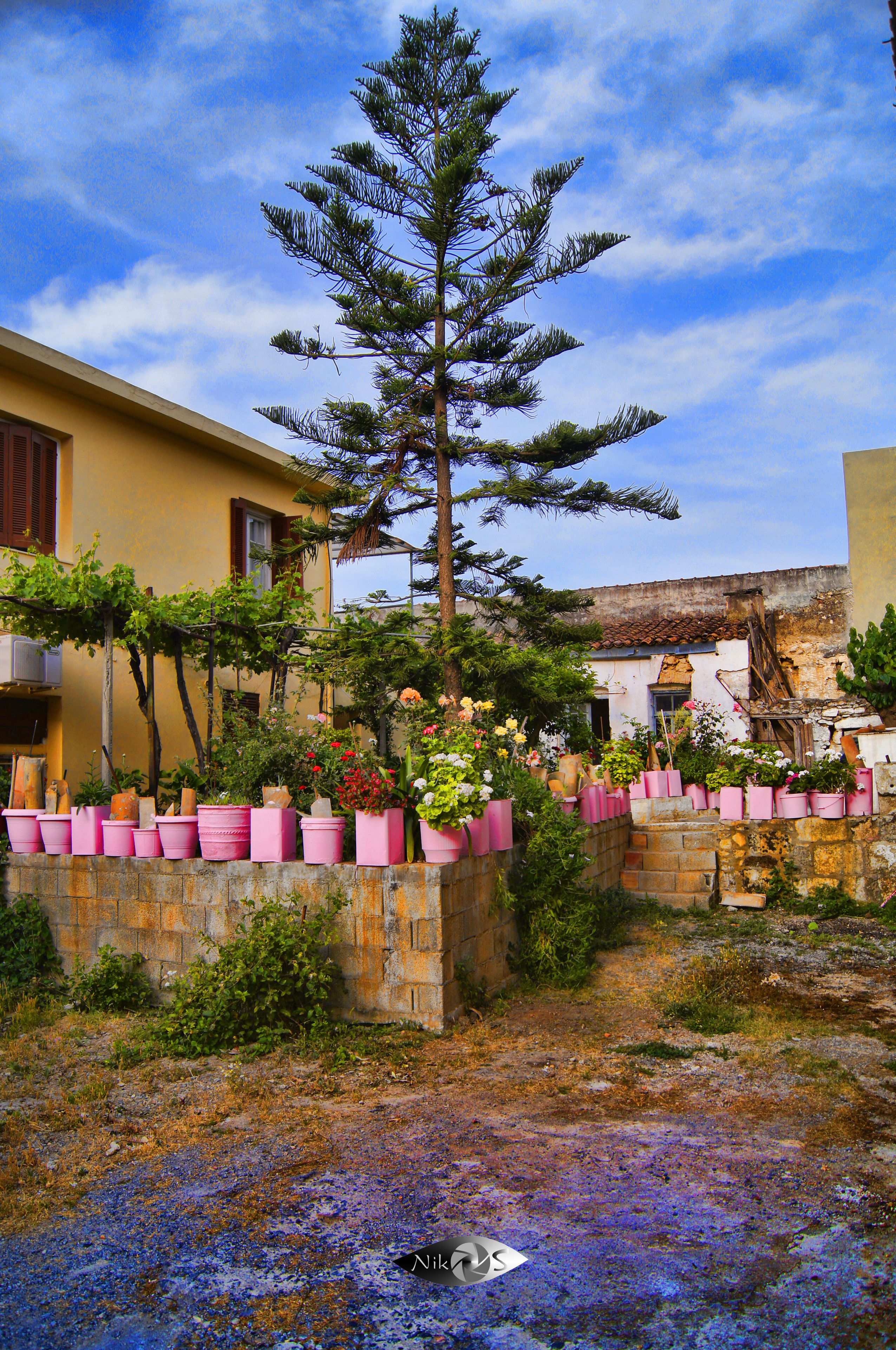 A courtyard with a tall pine tree, potted plants, and a stone wall.