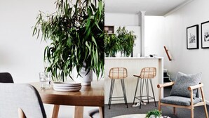 Uma sala de estar moderna com área de jantar, destacando uma grande planta em vaso, duas cadeiras de vime, um poltrona cinza e uma mesa de centro redonda com livros e uma pequena planta.