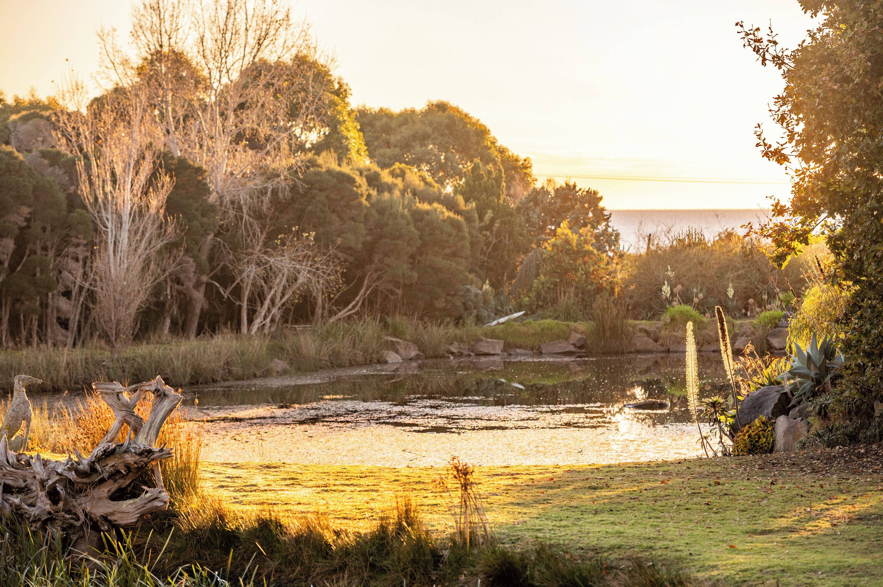 A natural landscape with a pond, trees, and a sunset.