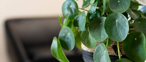 A potted plant with round green leaves on a white table in a room with a black chair and a window in the background.