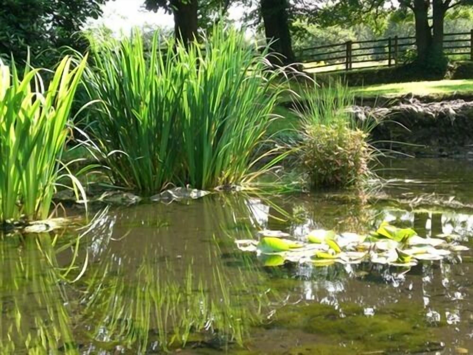 Foto - Hedgefield House