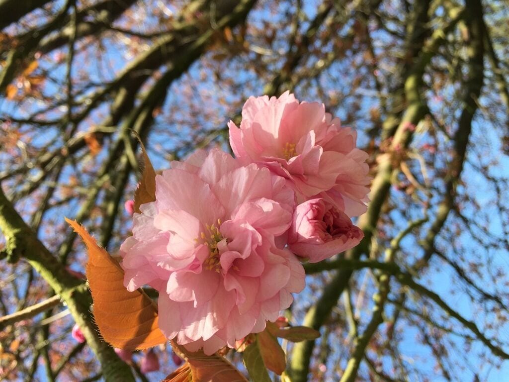 Foto - Hedgefield House