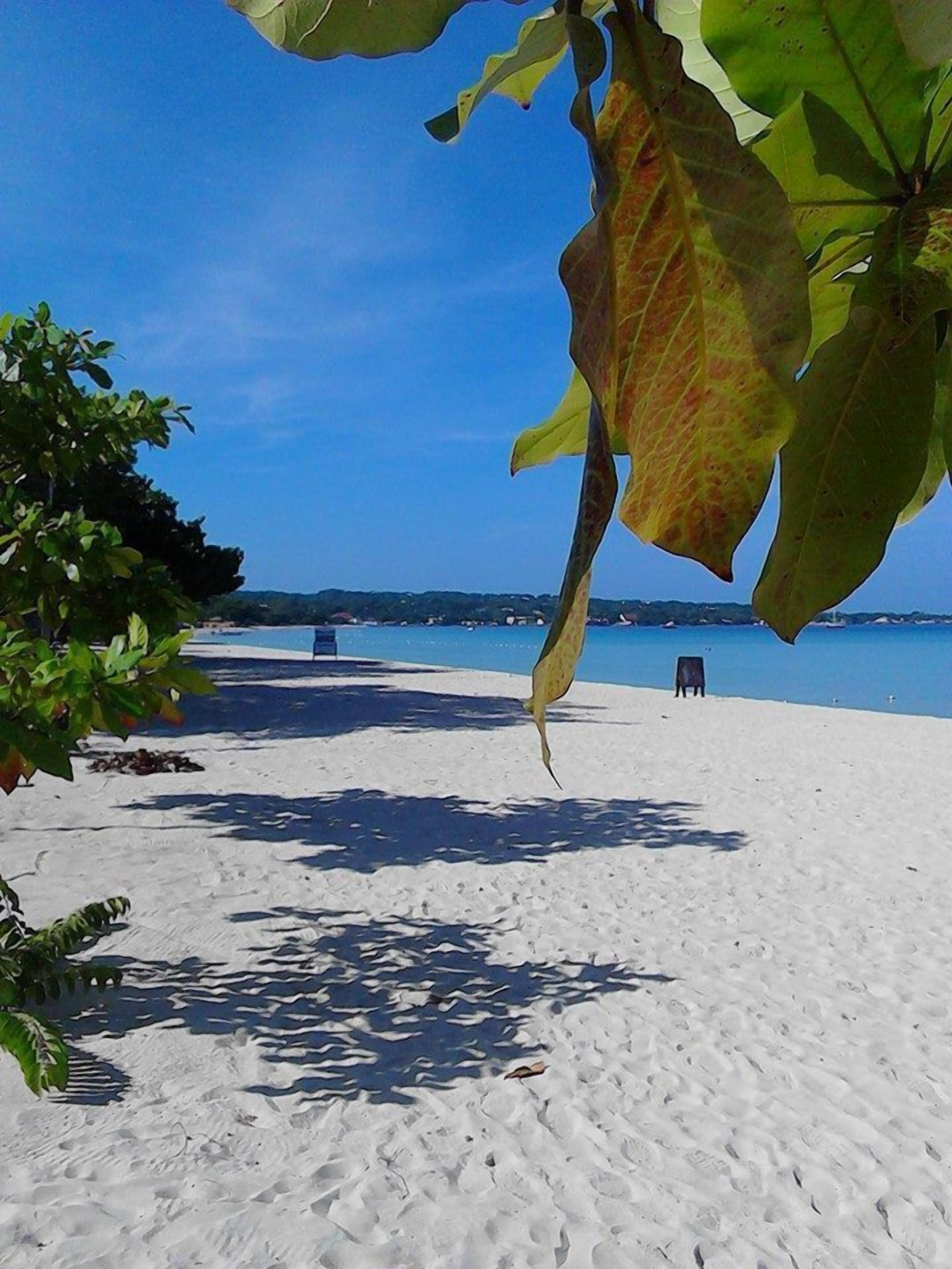 A beach with white sand, a clear blue sky, and a few trees.