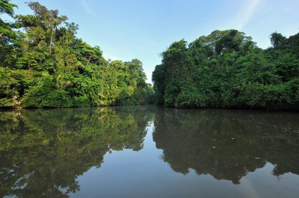 A calm river with dense foliage on both sides.