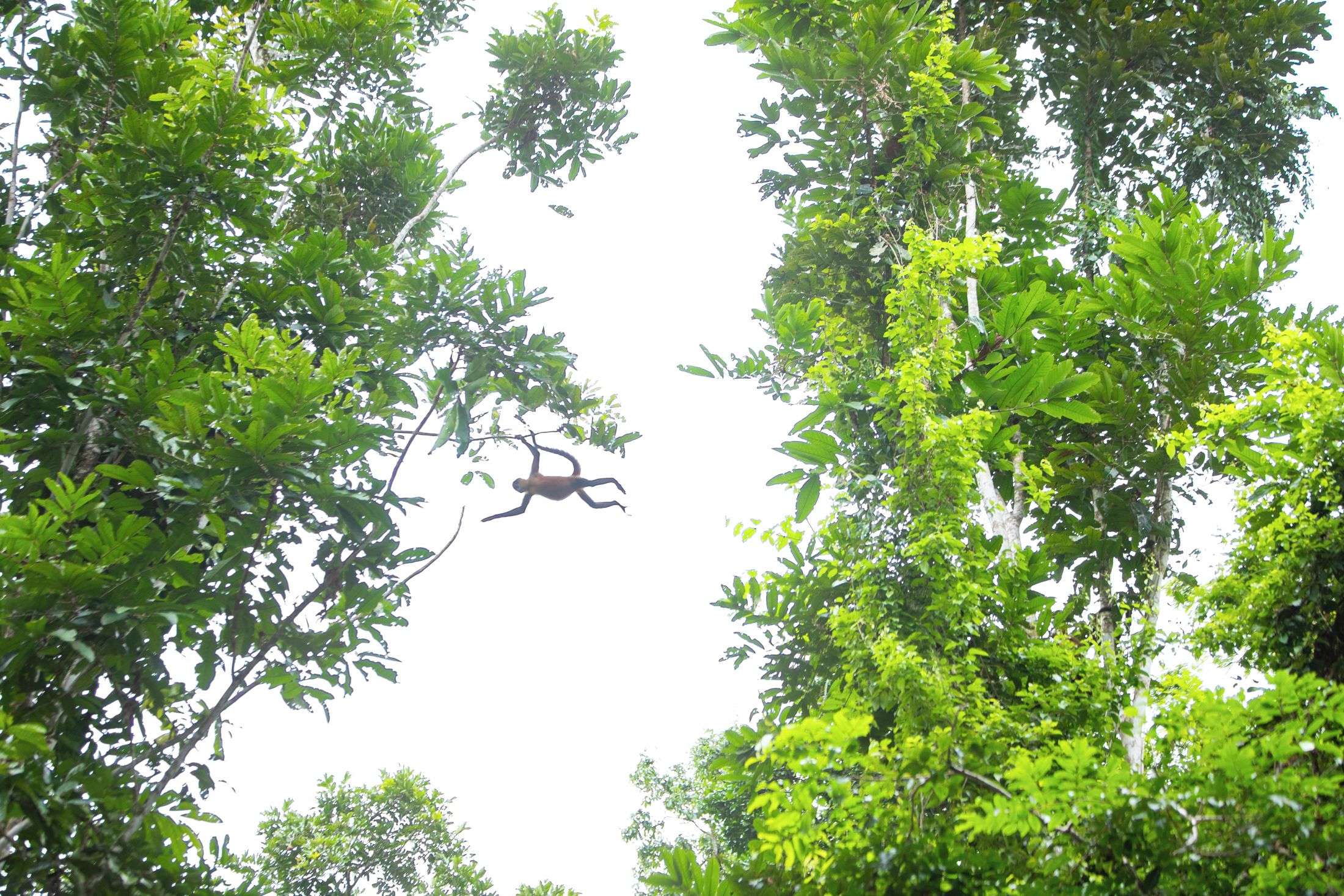 A monkey hanging from a tree branch amidst dense foliage.