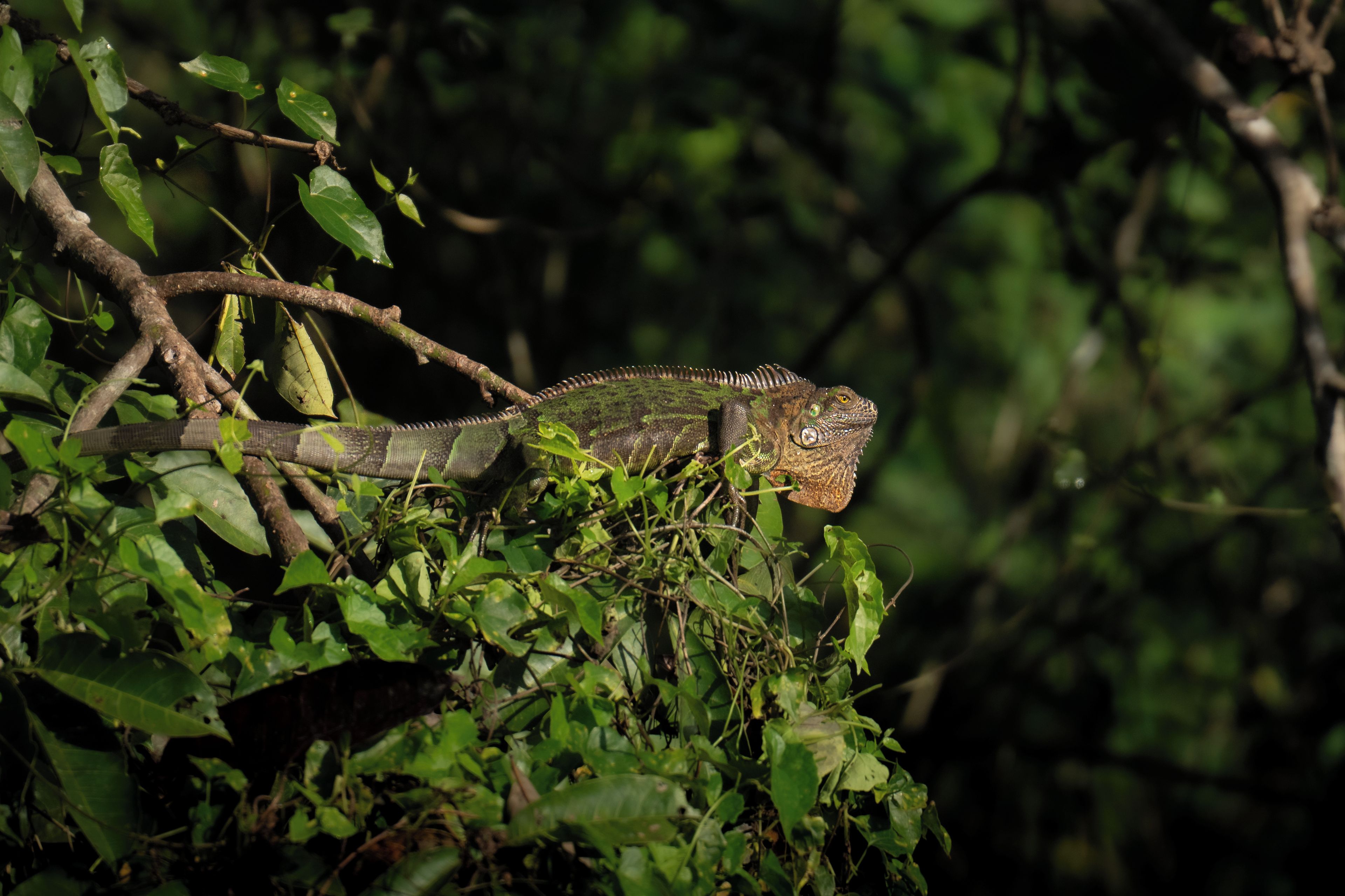 Un lézard perché sur une branche, entouré d’un feuillage dense.