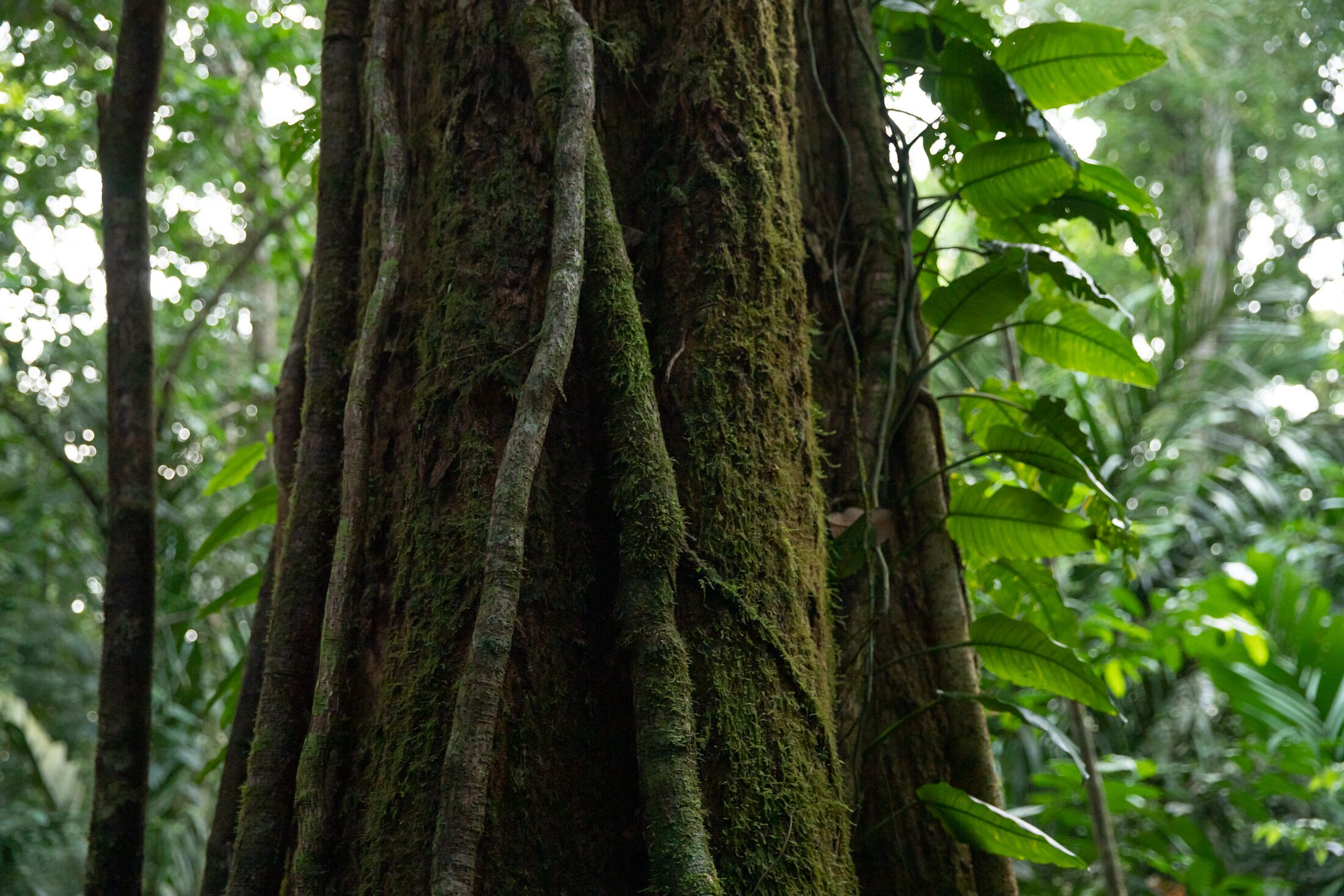 Un tronc d’arbre recouvert de mousse, entouré d’un feuillage vert et dense.