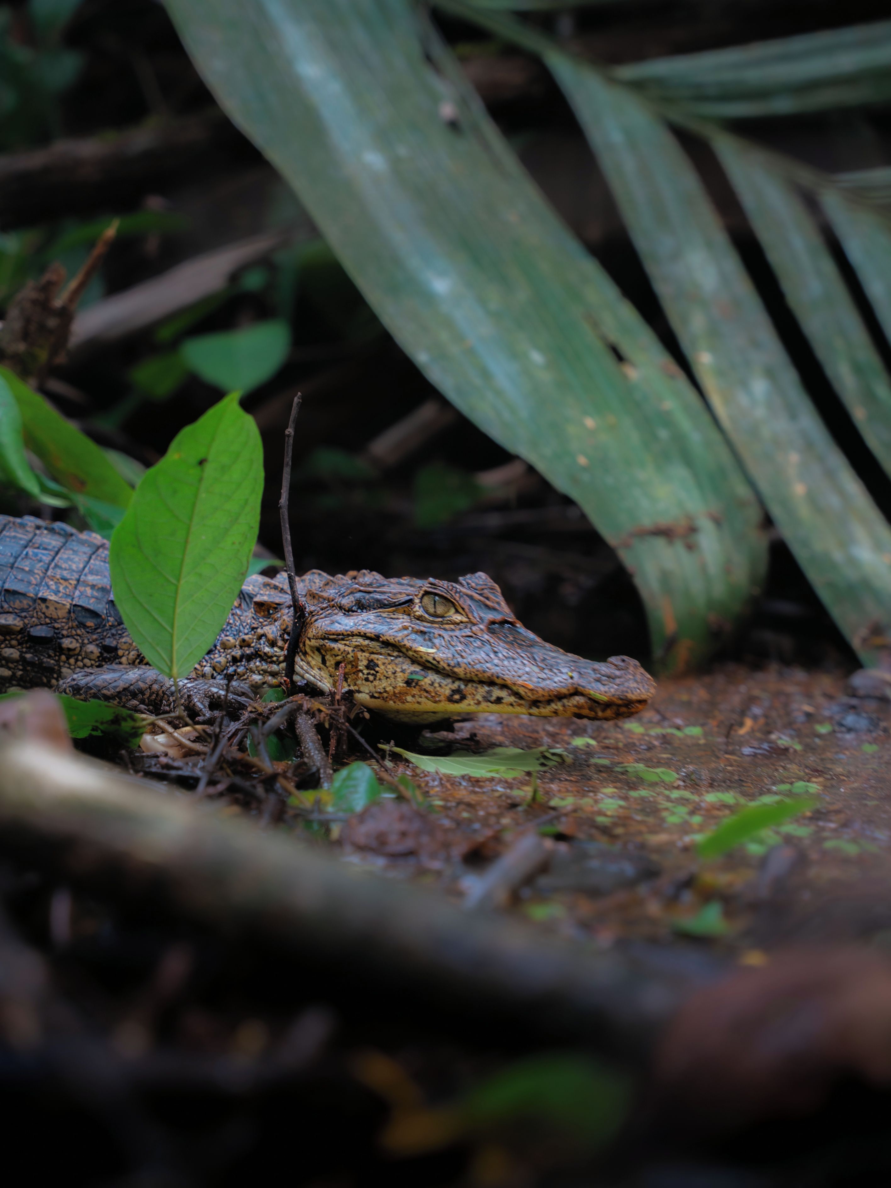 A reptile, possibly a lizard, in a natural setting with foliage and branches.