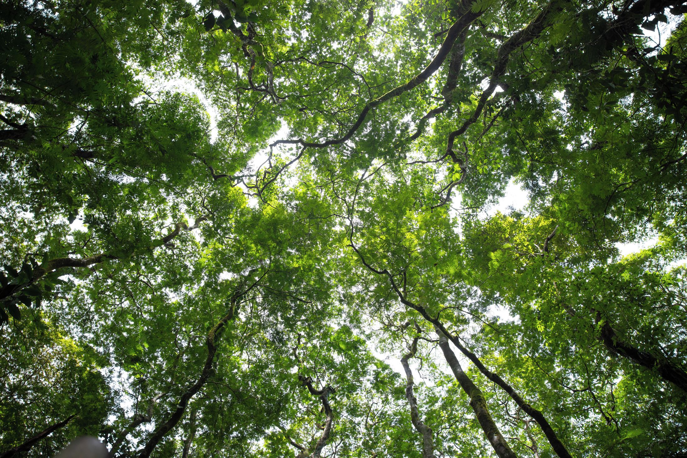 A dense canopy of green foliage with sunlight filtering through.