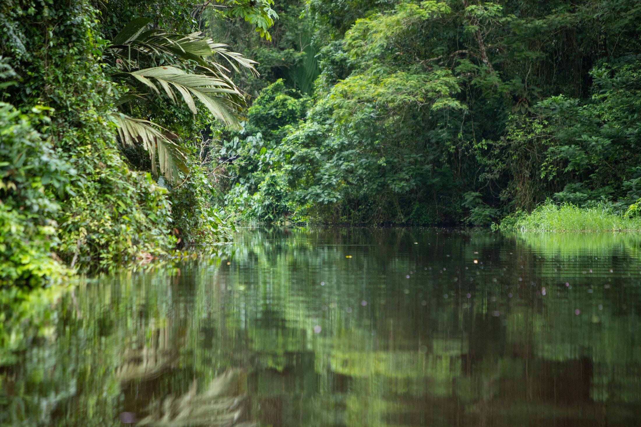 Foto - Pachira Lodge