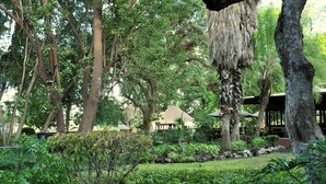 A lush garden with a variety of trees, a thatched-roof structure, and a well-maintained lawn.