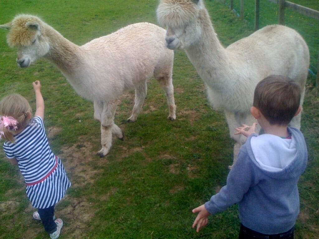 A grassy area with two alpacas and two children interacting with them.