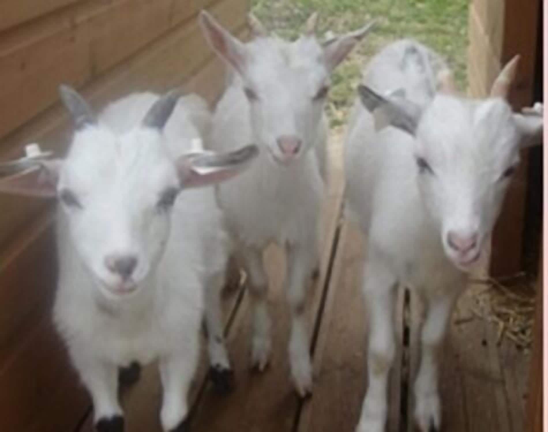 Three white goats standing in a wooden enclosure.