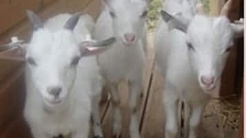 Three white goats standing in a wooden enclosure.