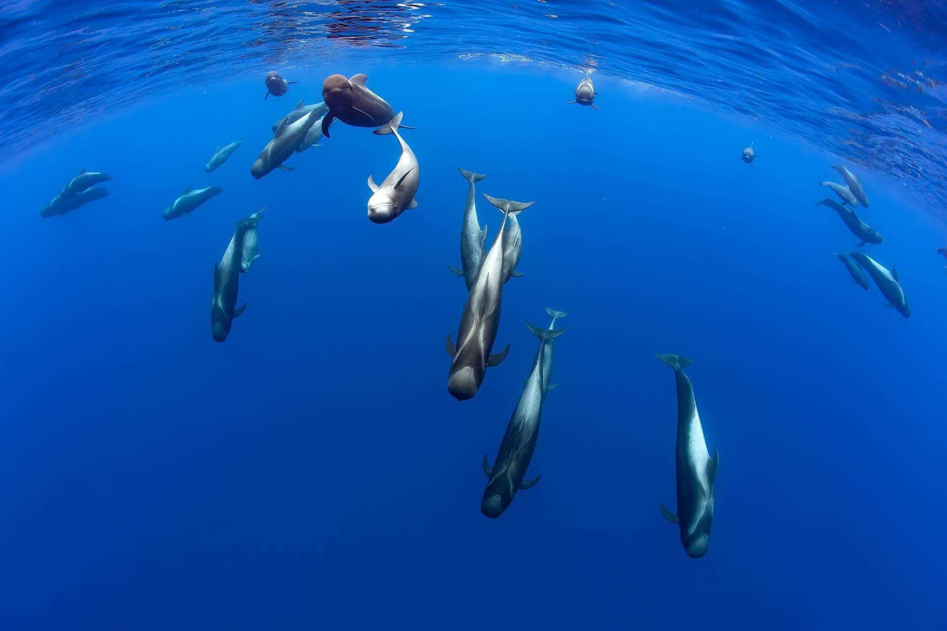 Foto - Landmar Costa los Gigantes Family Resort