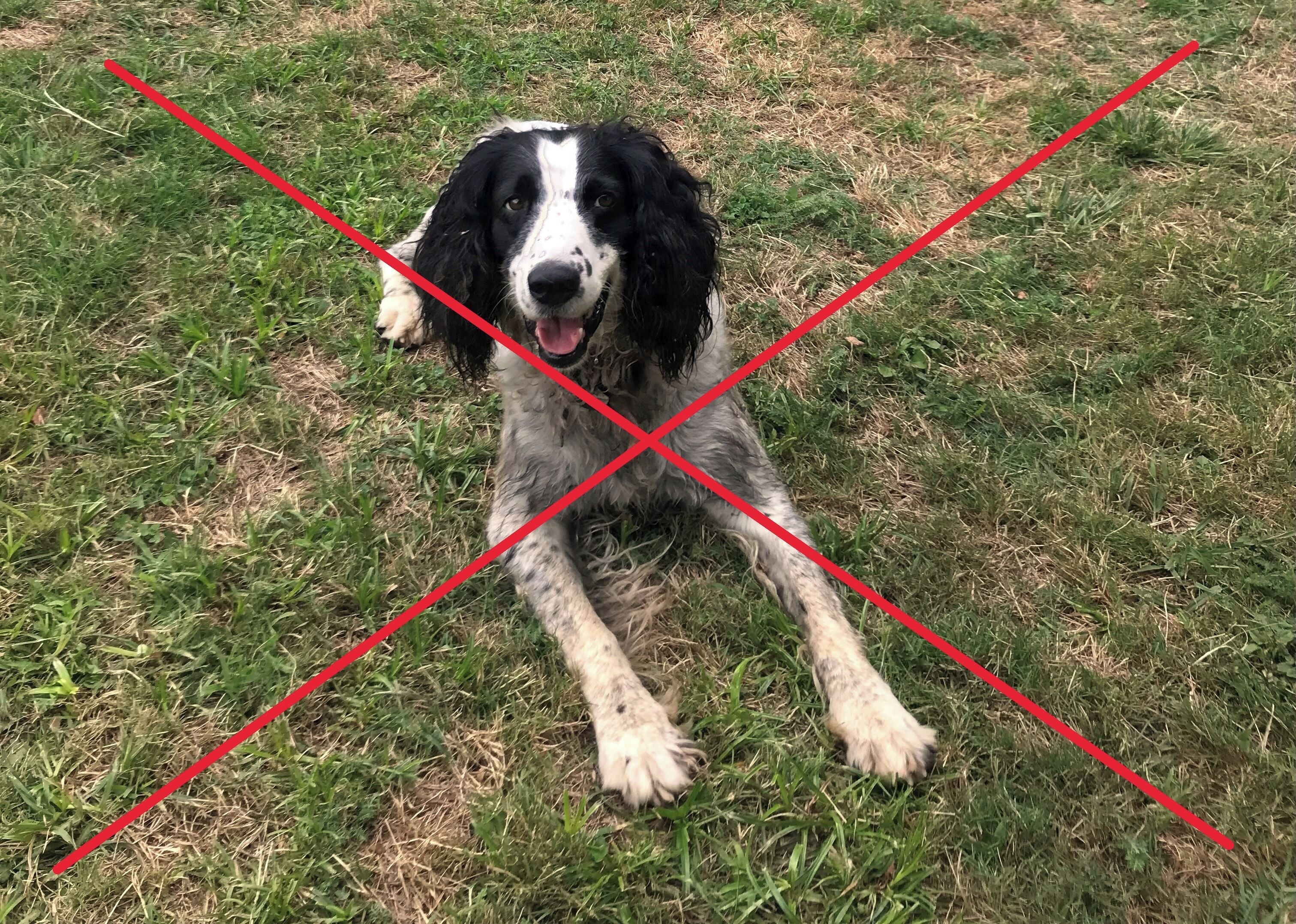 Photo - The Durham Ox