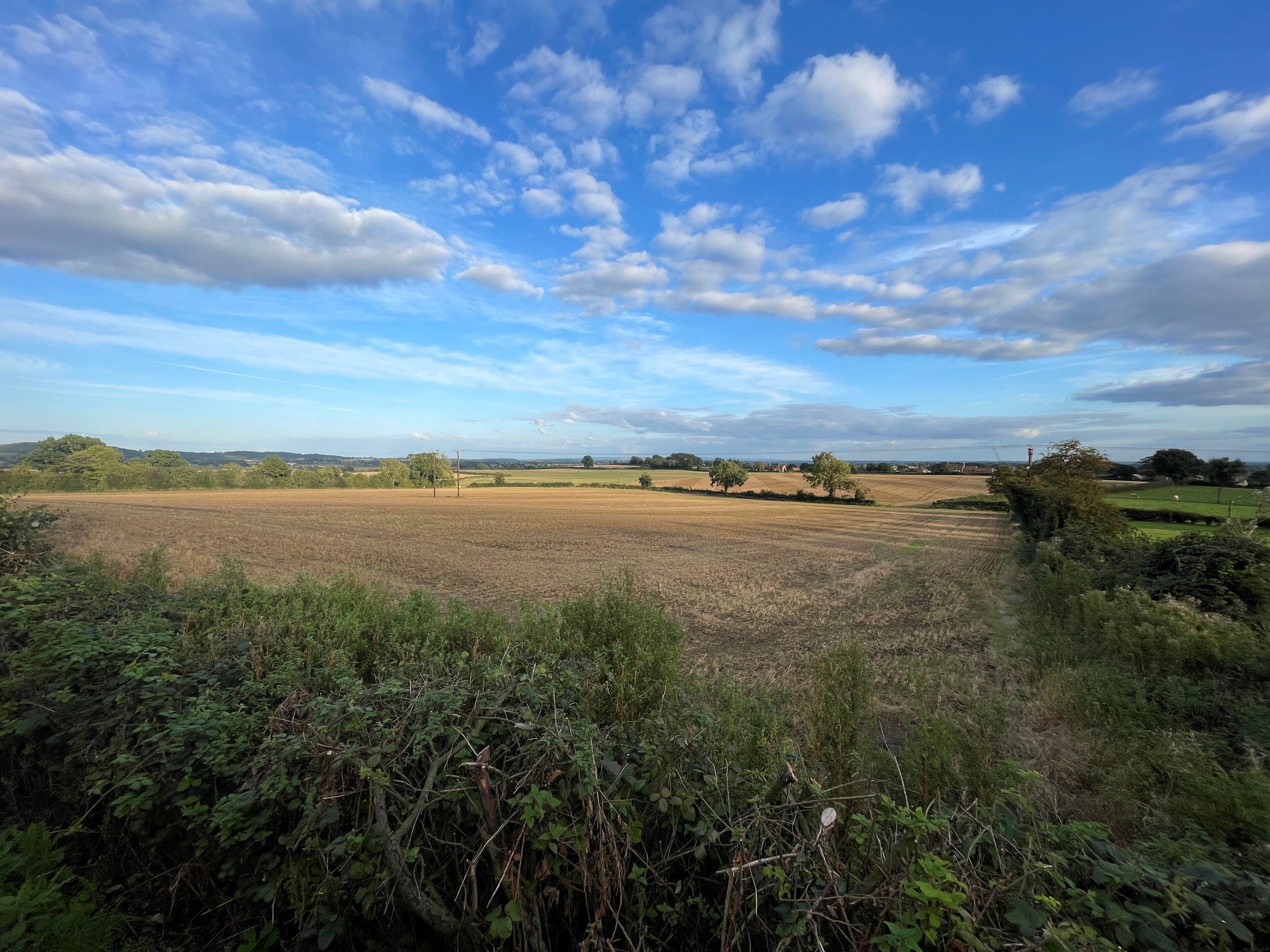 Photo - The Durham Ox