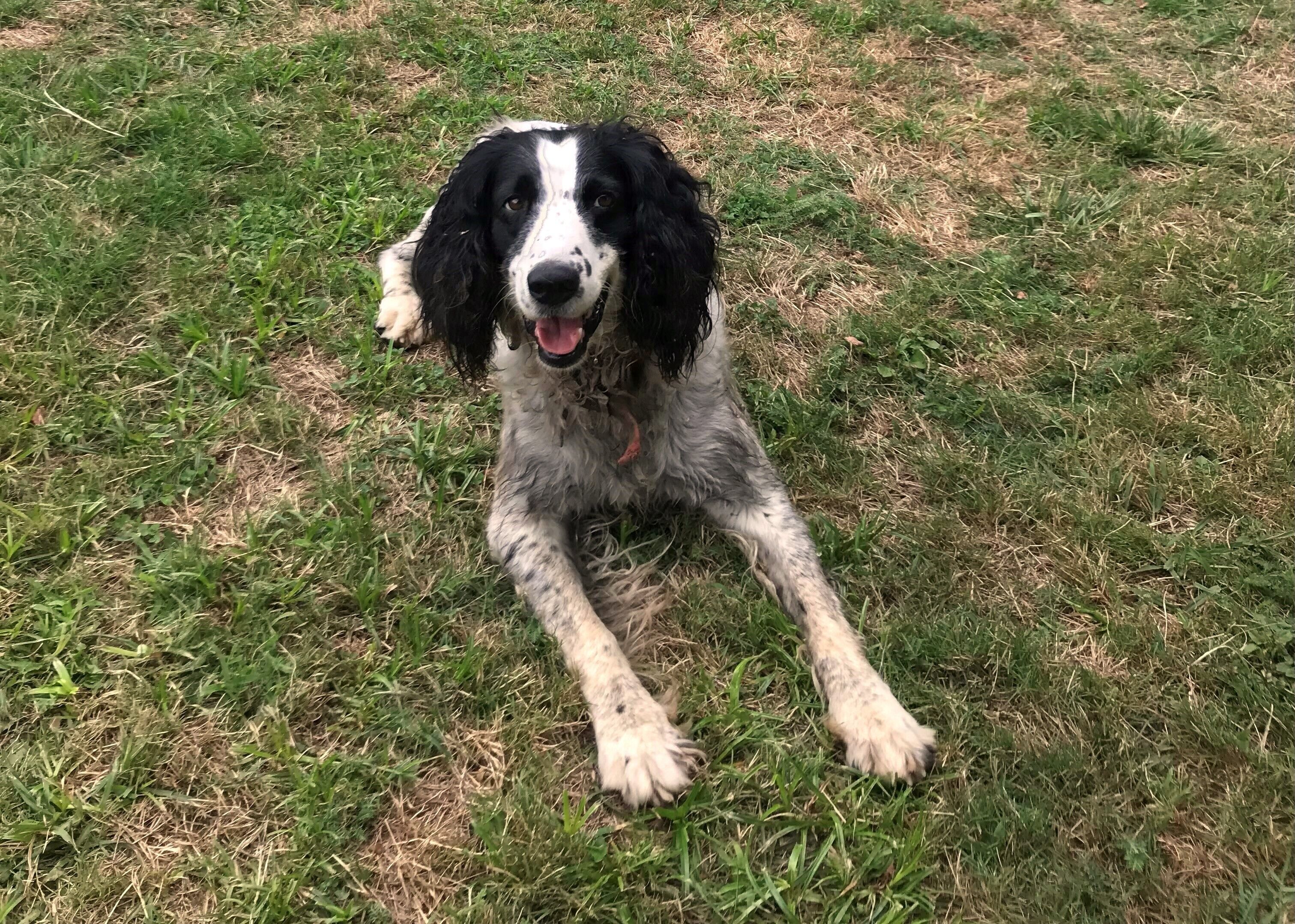 Photo - The Durham Ox