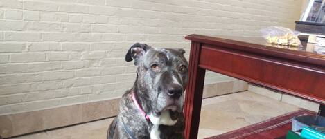 A dog sitting in front of a wooden table with a brick wall in the background.