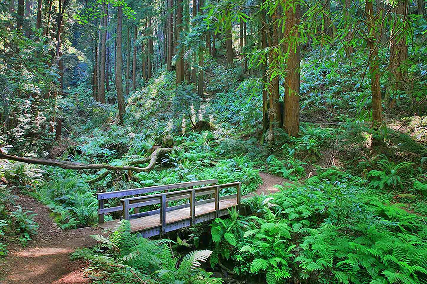 Un puente de madera cruza un sendero boscoso, rodeado de abundante follaje verde.