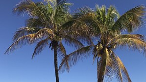 A beach with palm trees and a metal fence.