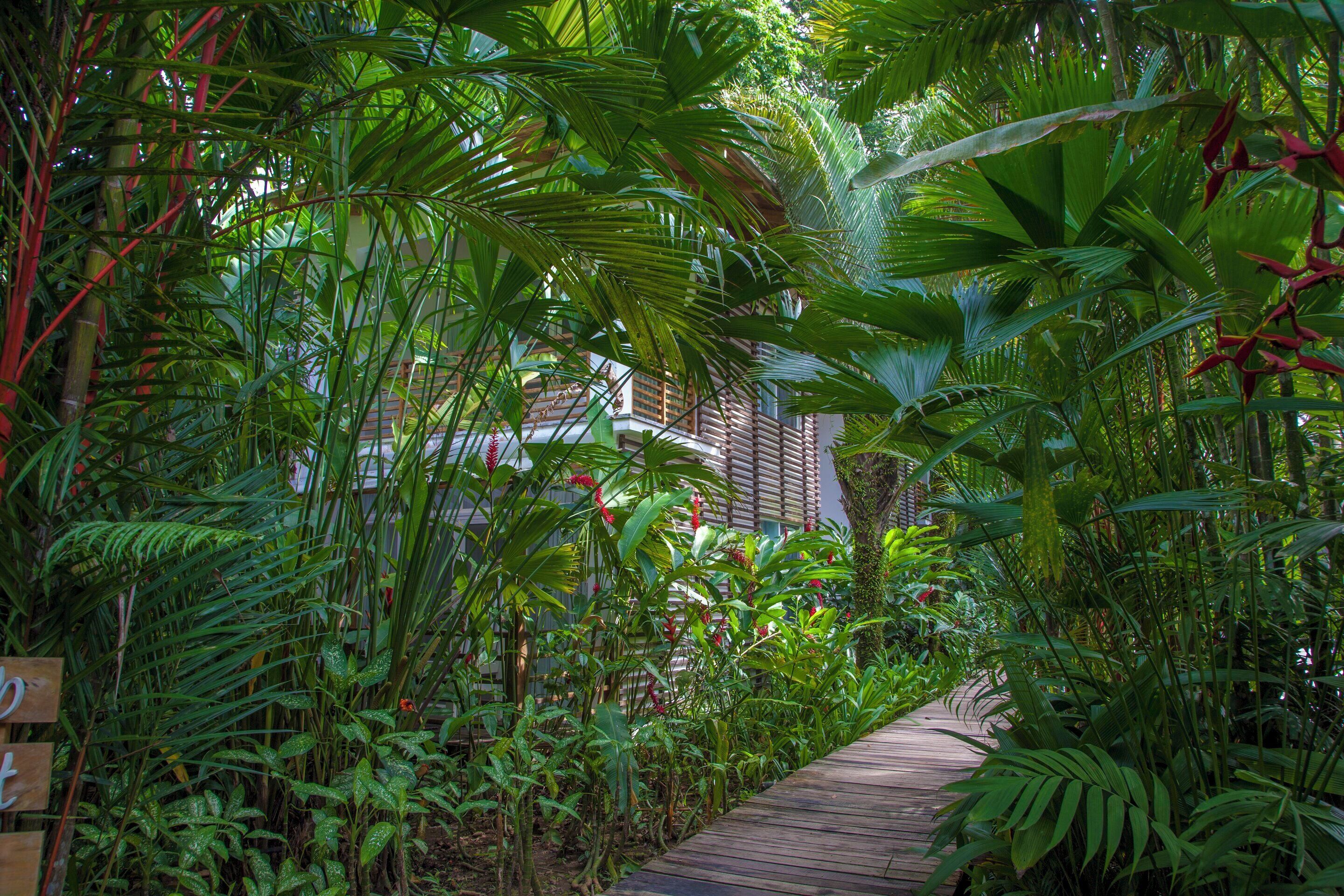 Un sentier en bois, bordé d’une végétation tropicale luxuriante, mène à un bâtiment de style architectural traditionnel.