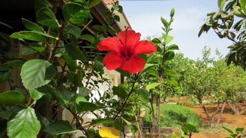 Jardim