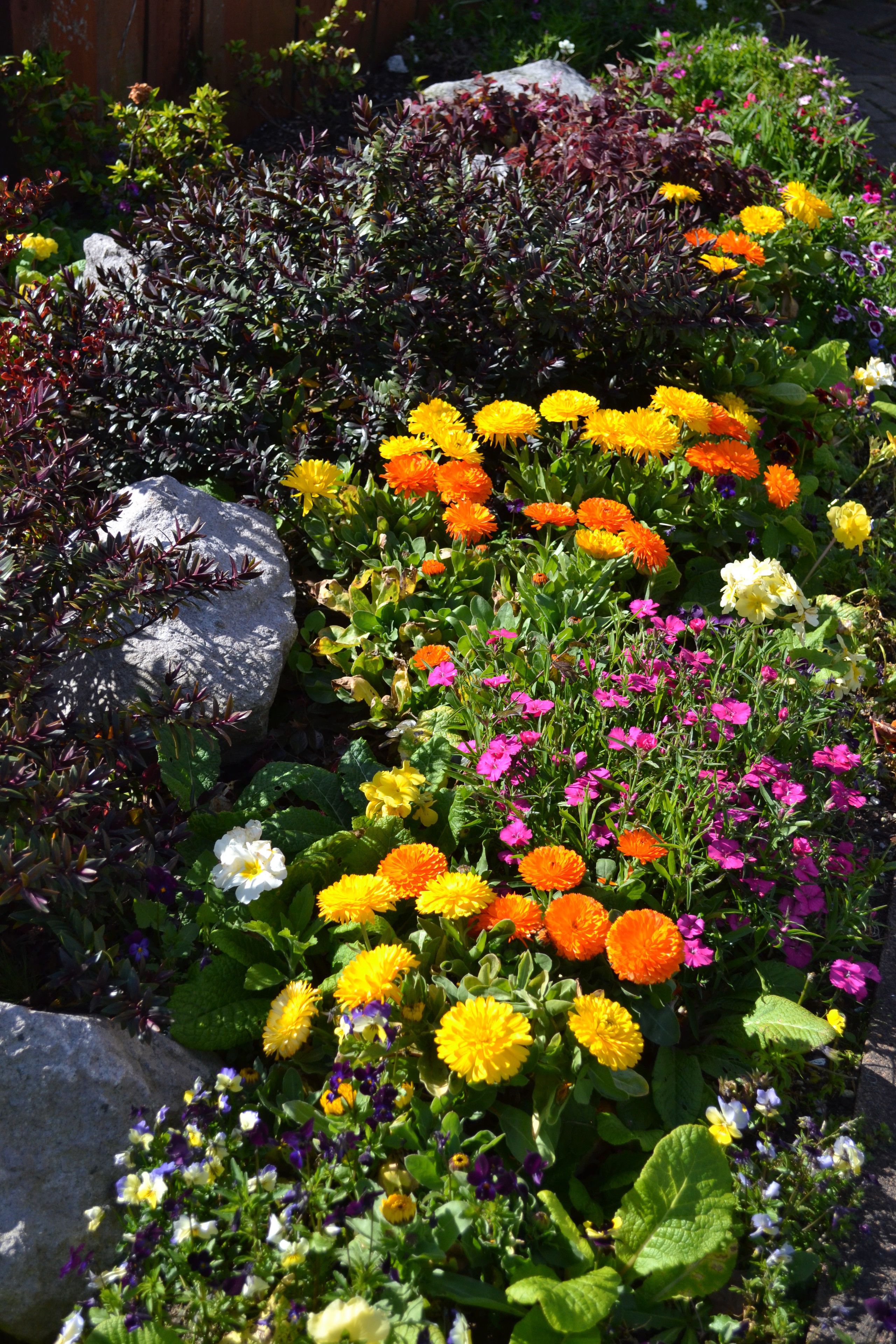 Un jardín con diversas flores coloridas y grandes rocas.