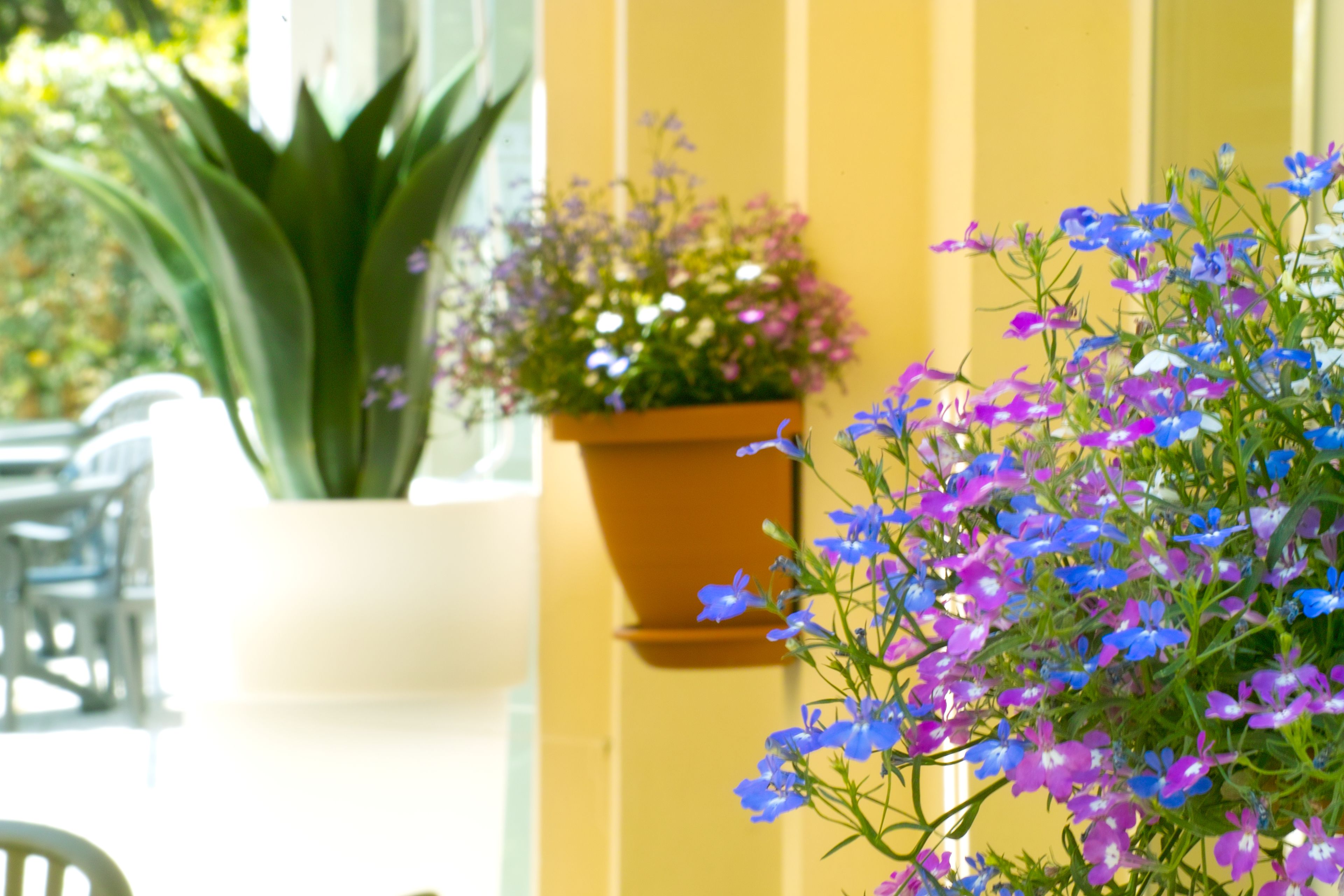 Una parete gialla con una pianta in vaso e un'asse di fiori appesa.