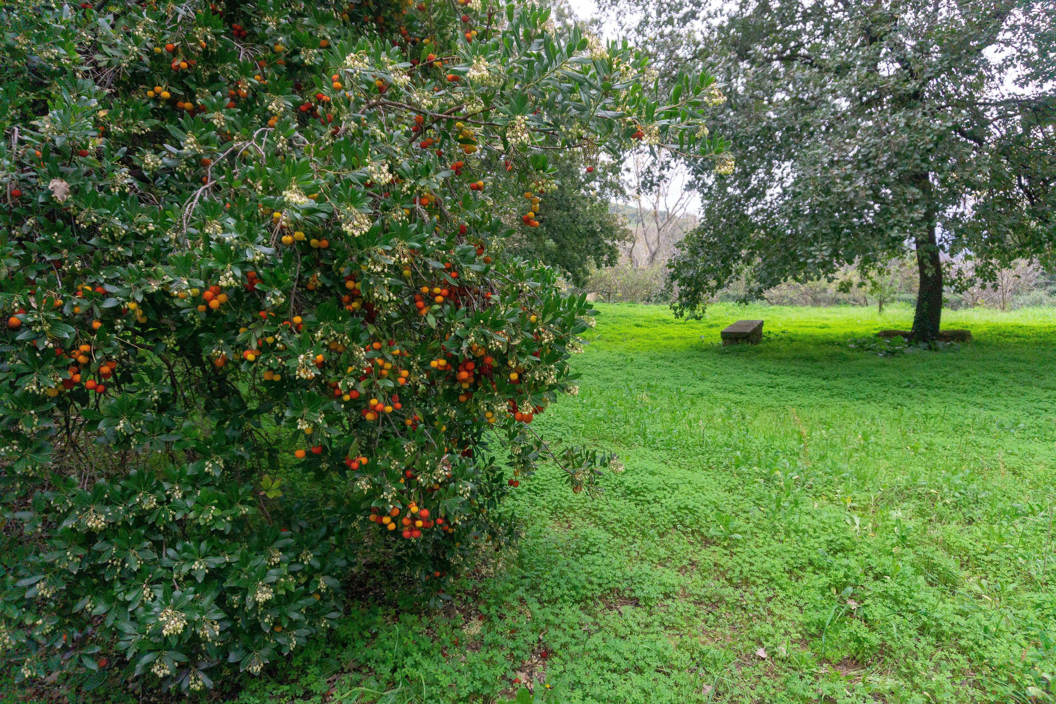 A lush green park with a large tree and a stone bench.