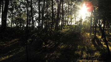 Uma floresta com a luz do sol filtrando-se entre as árvores.