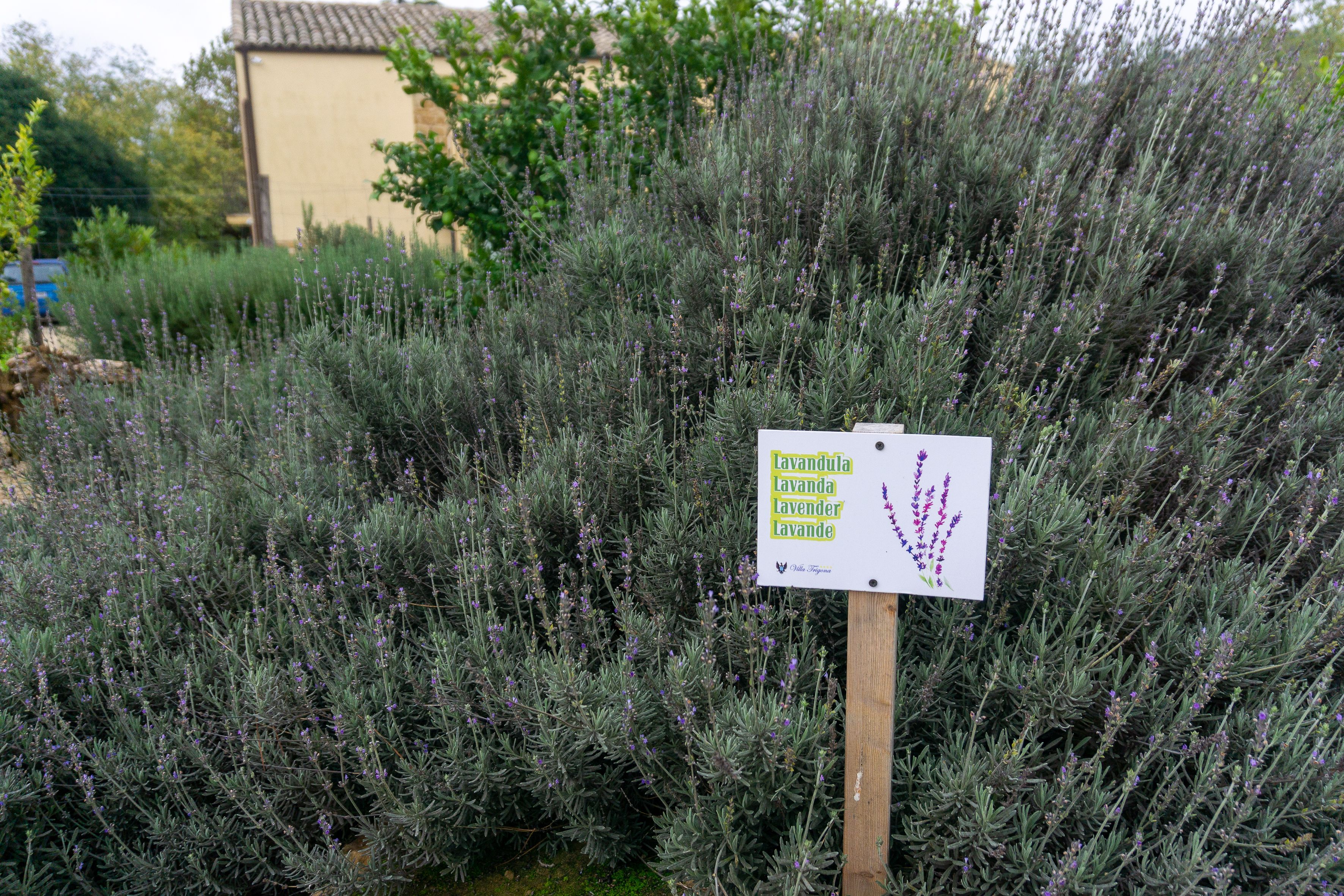 Señal con plantas de lavanda y un edificio al fondo.