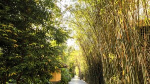 A paved pathway flanked by dense bamboo and tropical foliage, leading to a building. - Anantara Mui Ne Resort (Mui Ne)