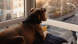 A dog sitting on a dark-colored cushion by a window overlooking a cityscape with buildings and a street.