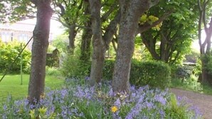 A garden with trees and a path.