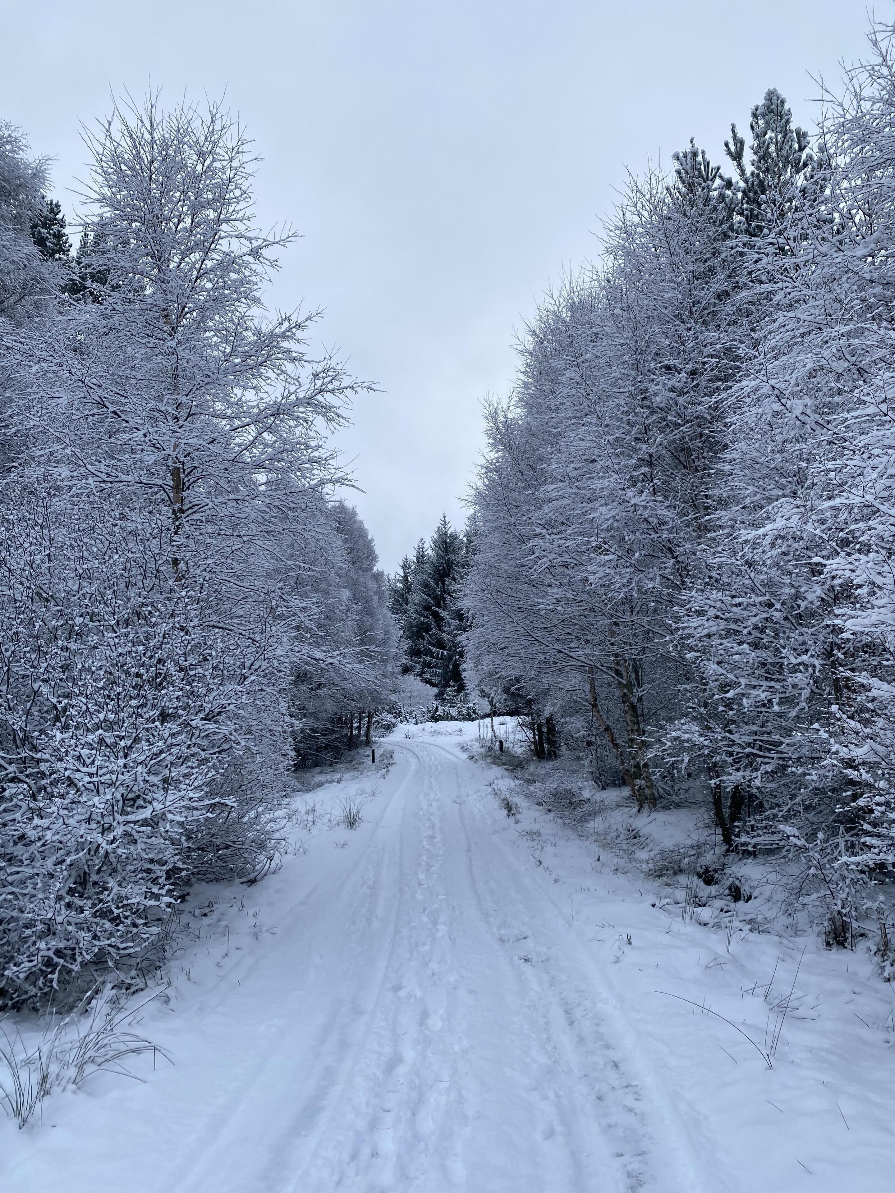 A snow-covered road flanked by trees.