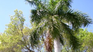 Property grounds - Hidden Harbor Suites (Fort Myers Beach)