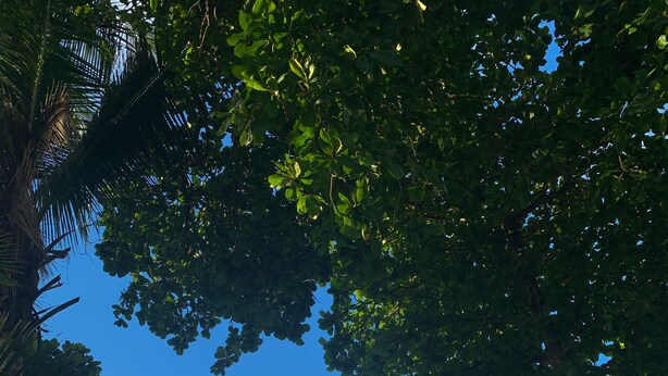 A beach with trees and the ocean. - Hotel La Dolce Vita (Parrita)