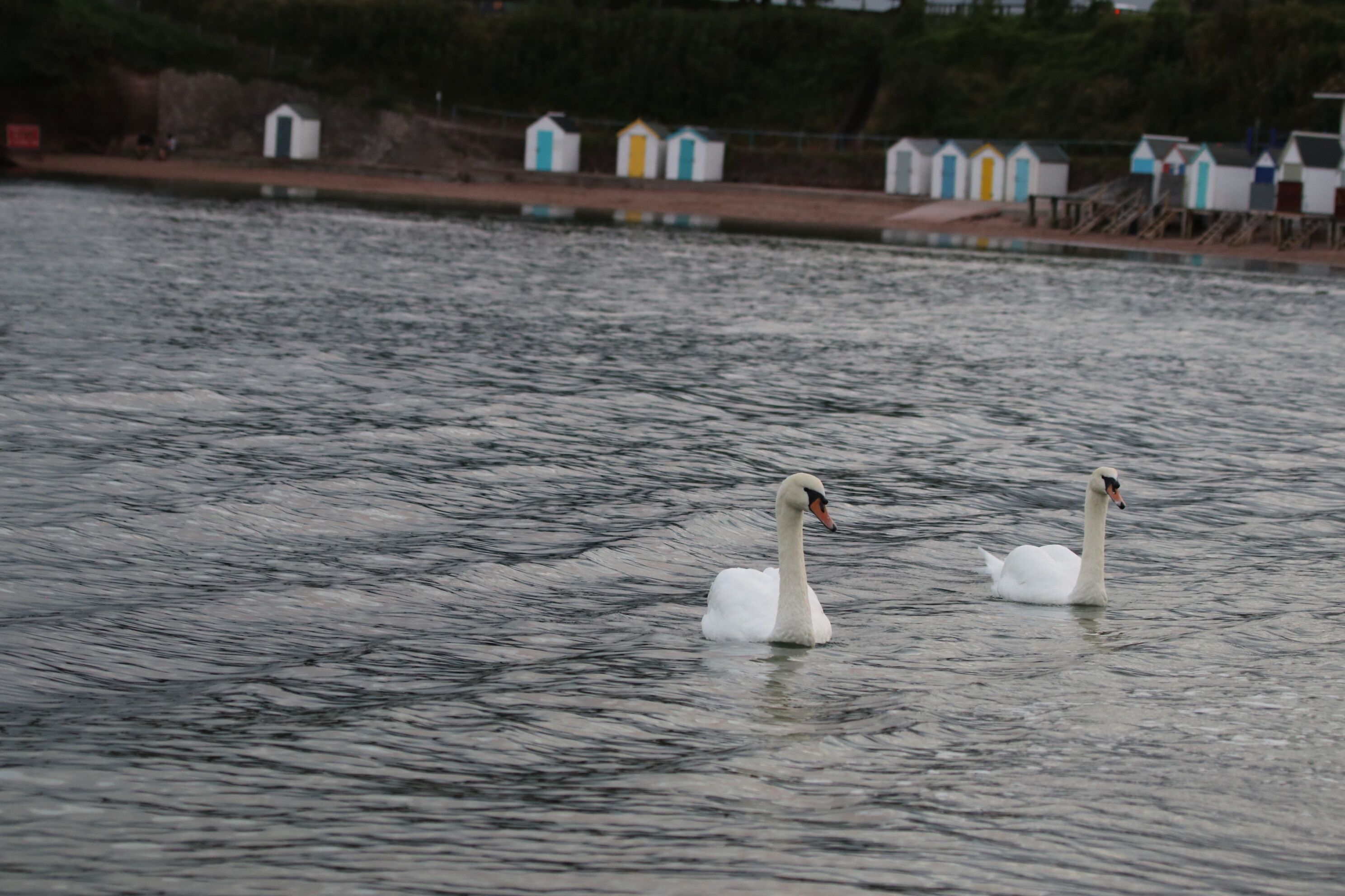 Zwei Schwäne schwimmen in einem Gewässer, im Hintergrund eine Reihe bunter Strandhäuser.