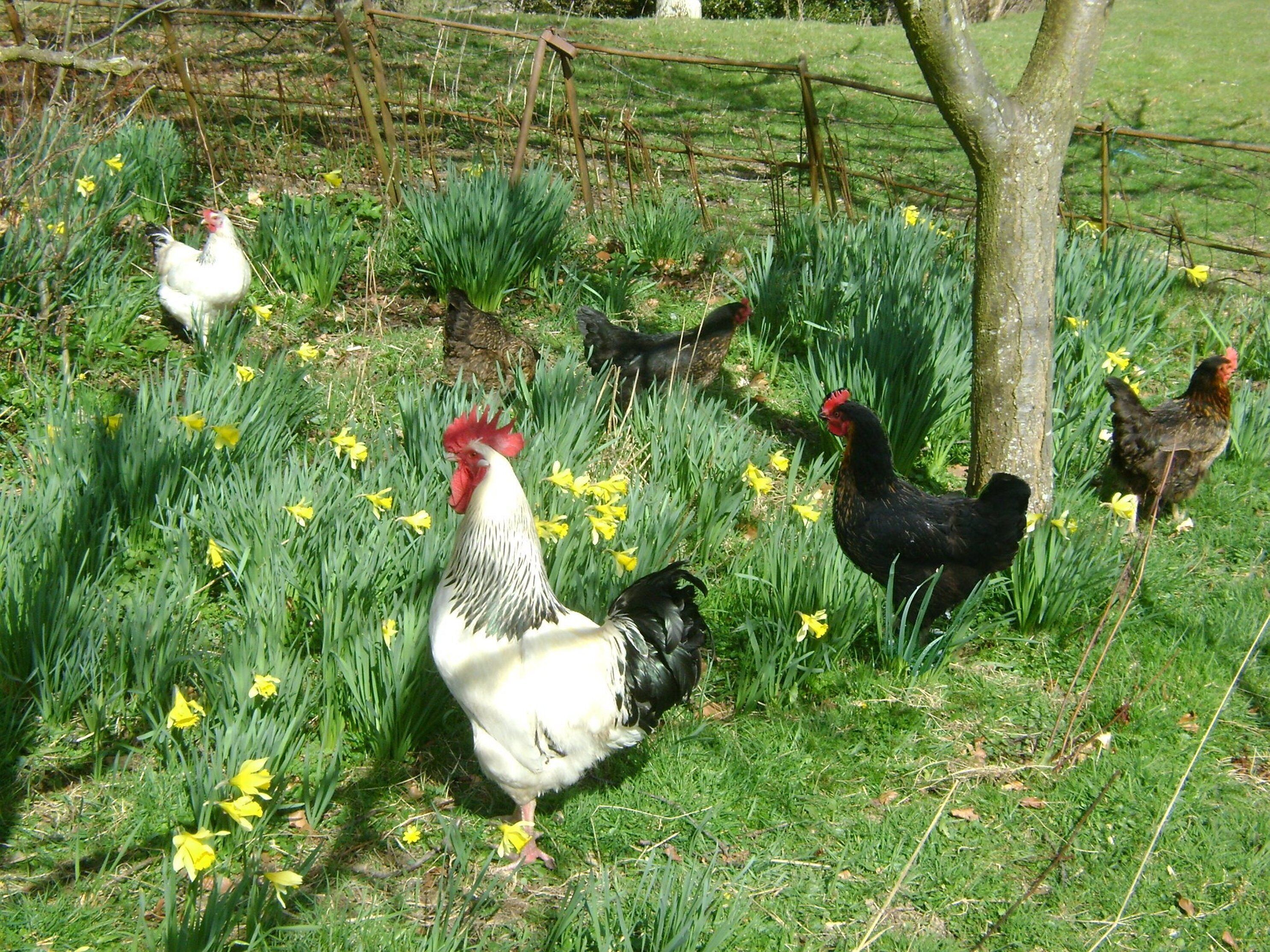 A group of chickens in a grassy area with yellow flowers and a tree.
