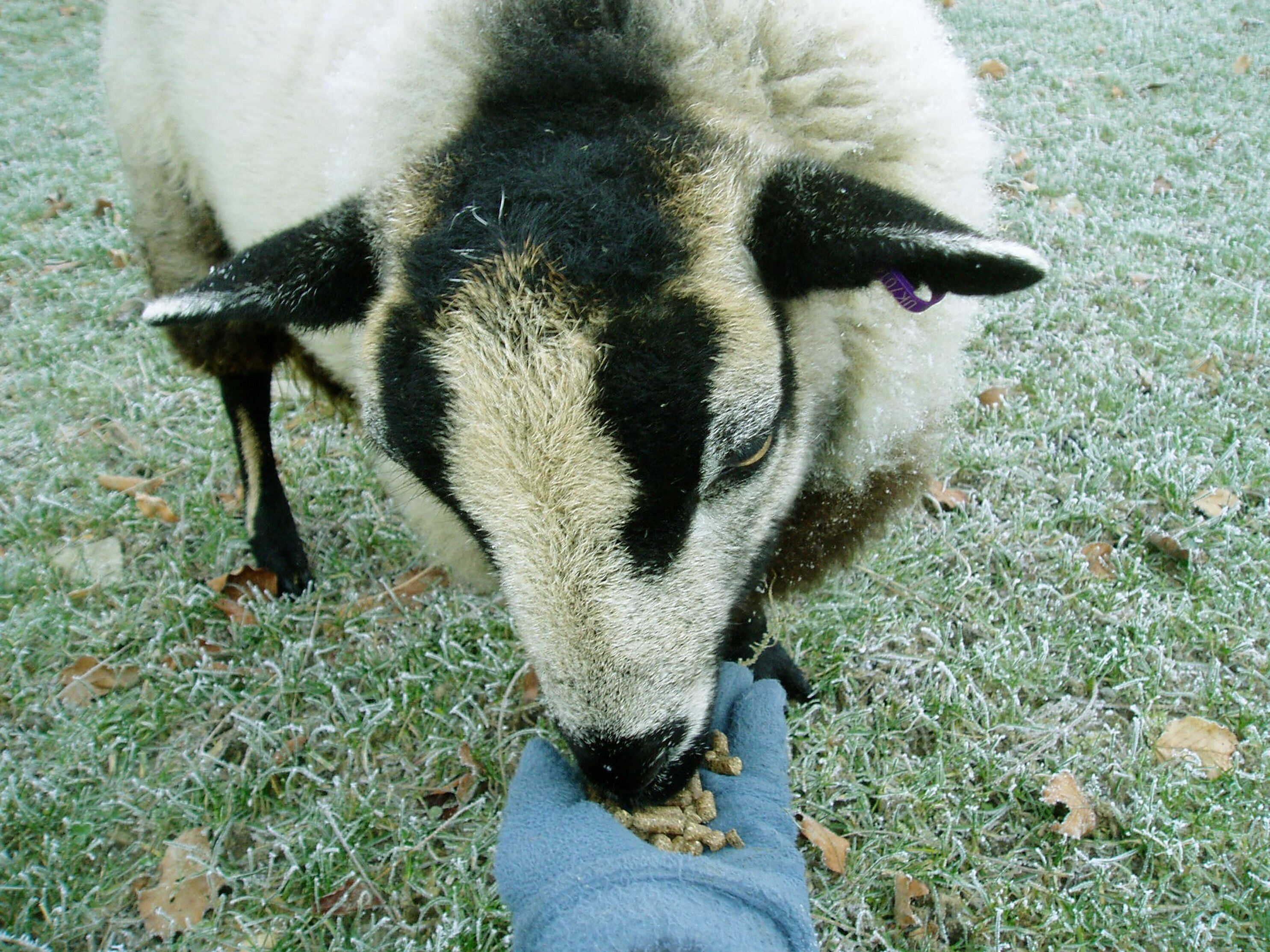 Un gros plan d’un mouton au visage distinctif, noir et blanc, qui broute de l’herbe.