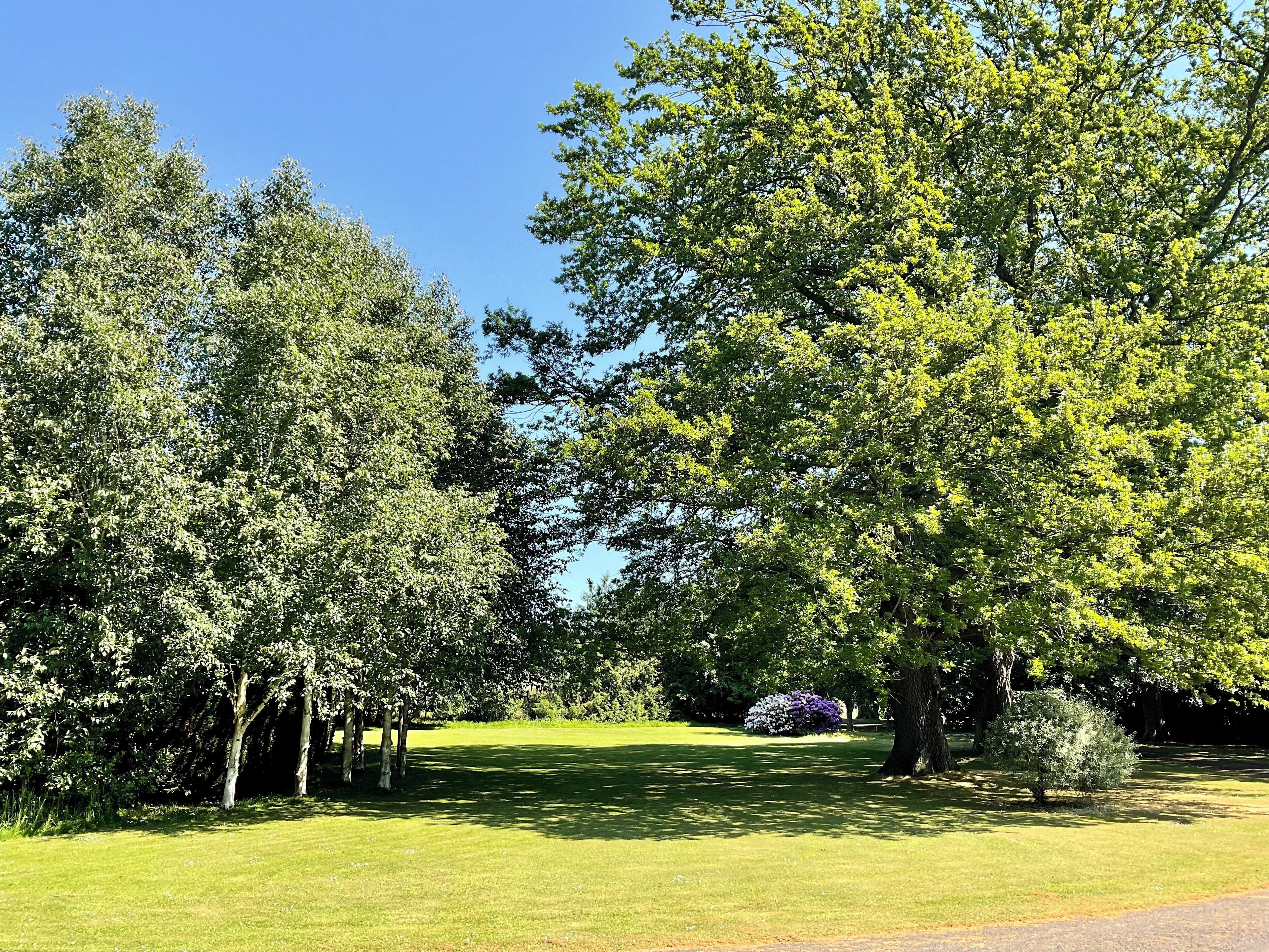 A park with a variety of trees and a well-maintained lawn.