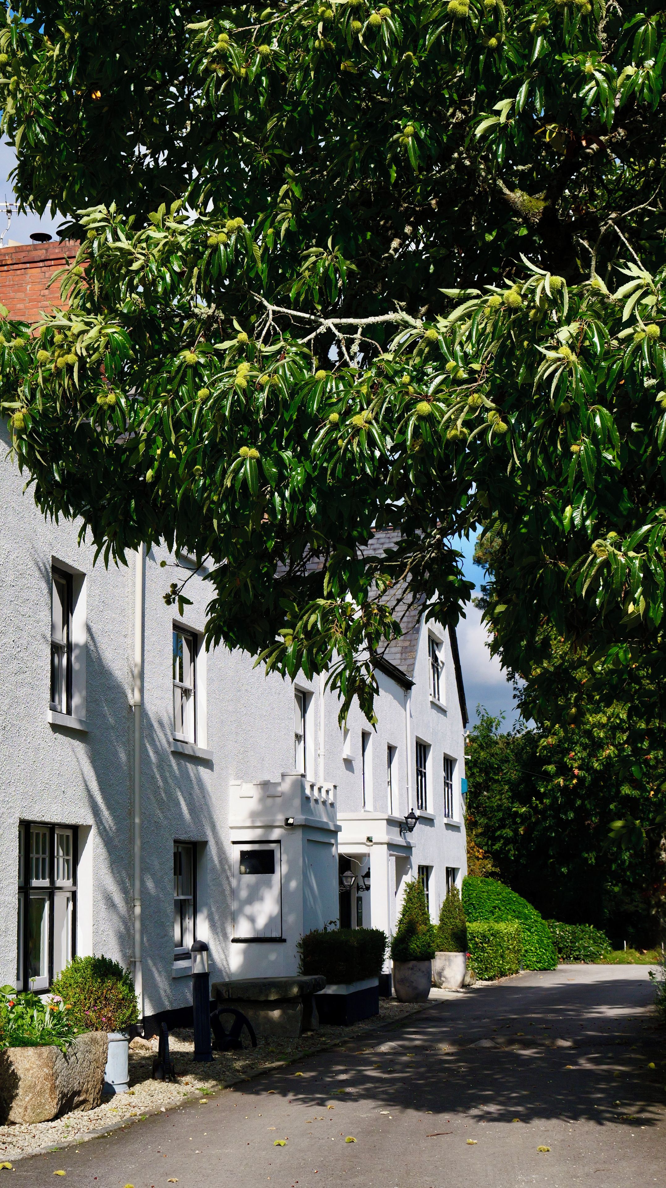 A white building with multiple windows and a tree in front.