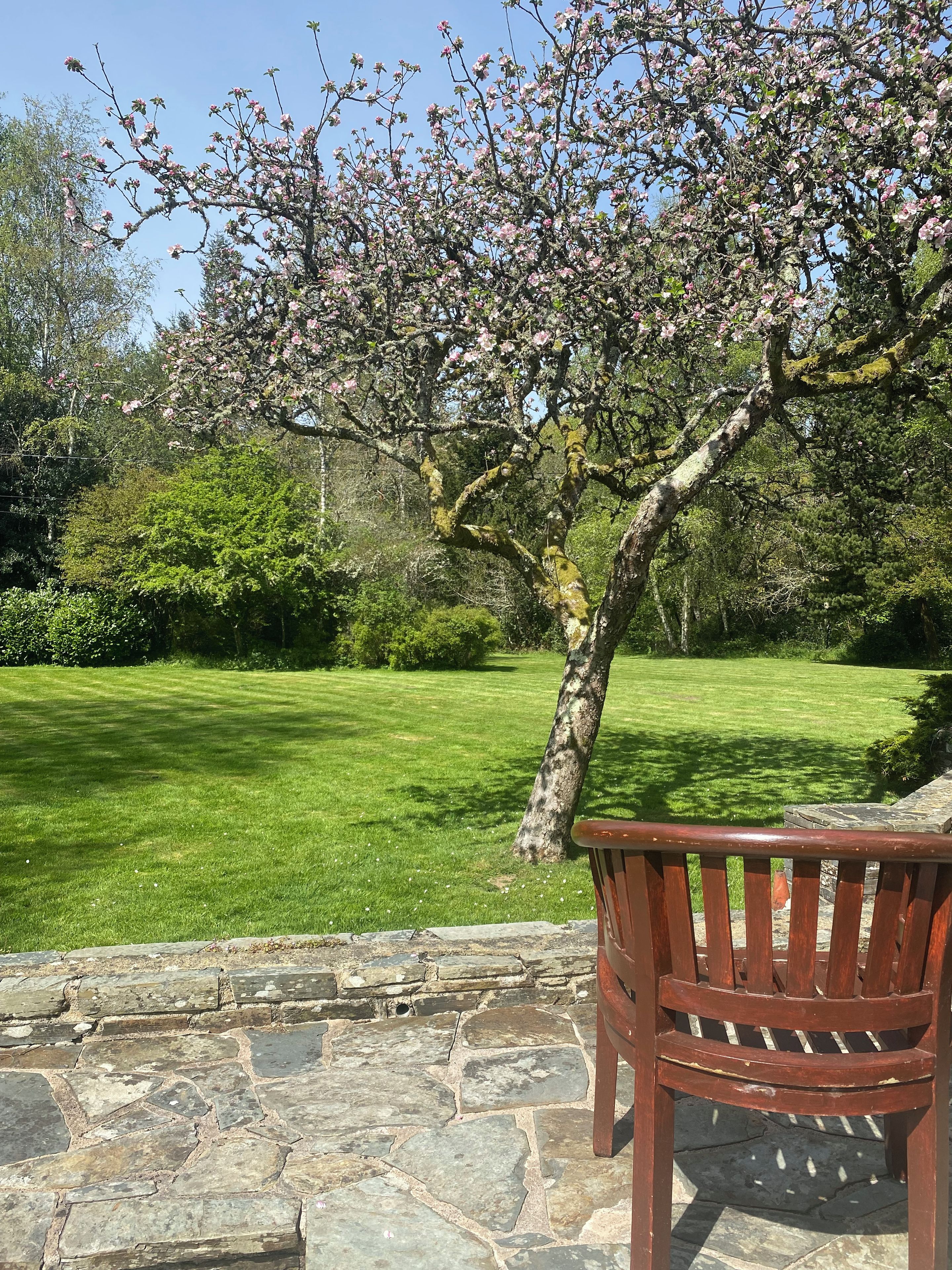 Eine Steinterrasse mit einer hölzernen Bank, einem gepflegten Rasen und einem Baum mit rosa Blüten.