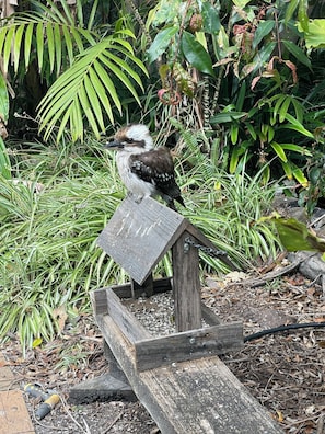 Jardí