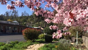 A garden pathway with pink blossoms, green shrubs, and a stone path.