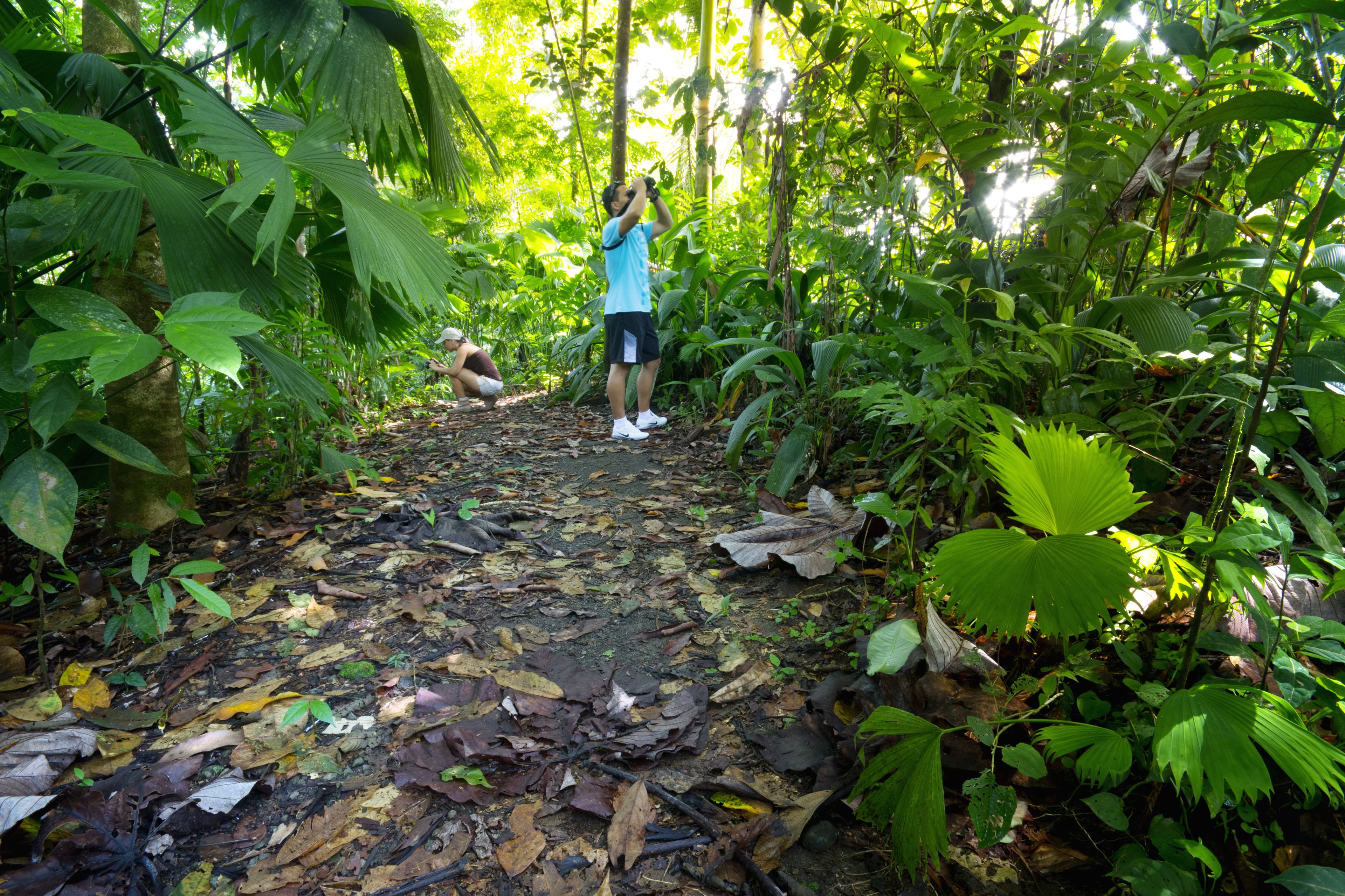 A forest path with dense foliage on both sides.